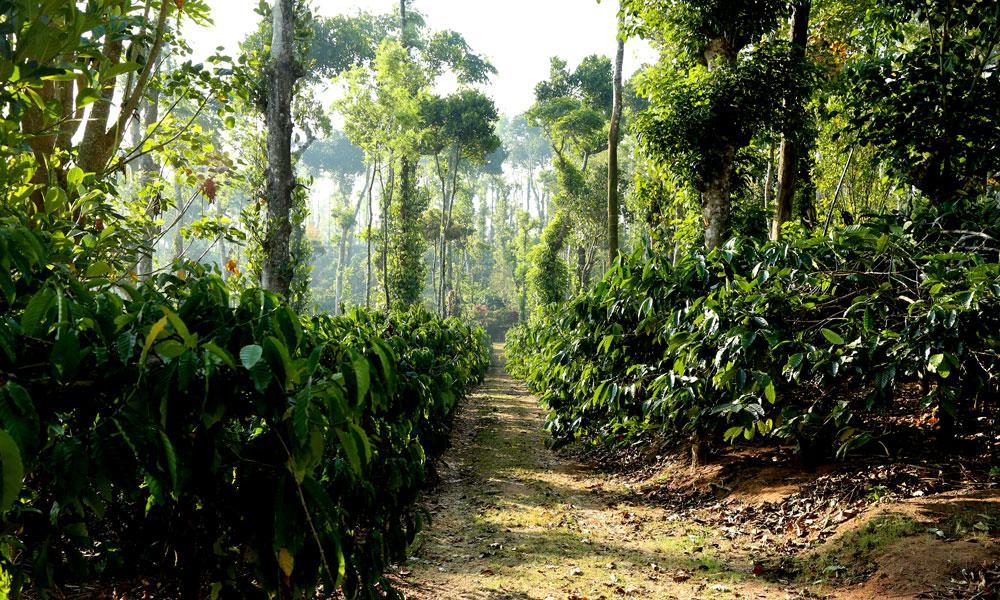 Coffee Native - A Family Homestay Mudigere Стая снимка