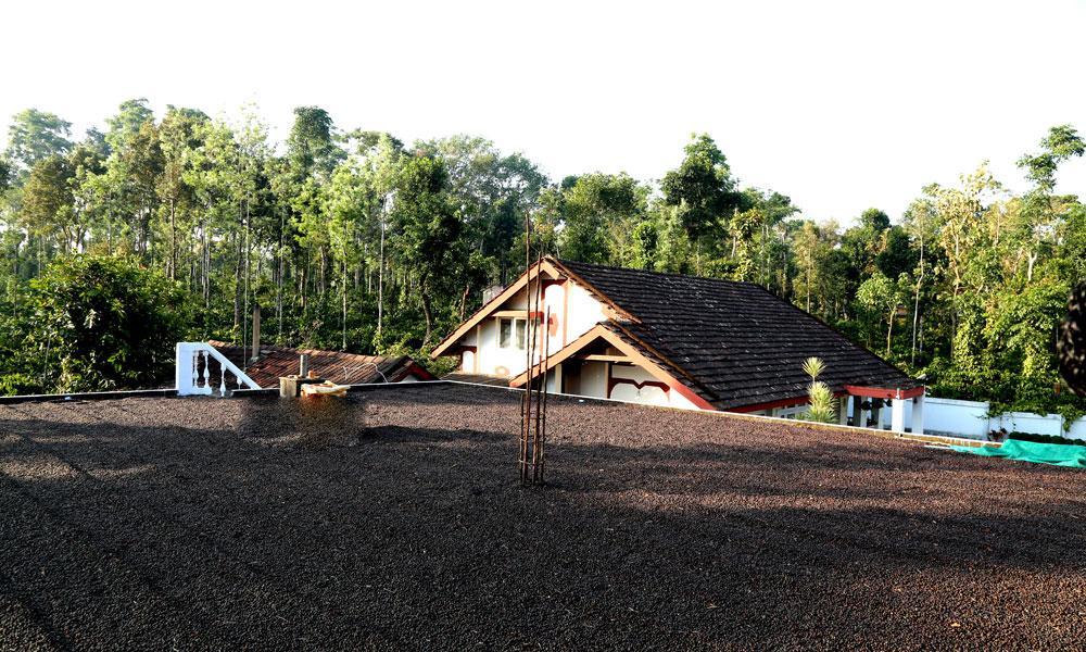 Coffee Native - A Family Homestay Mudigere Стая снимка