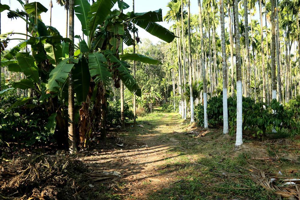 Coffee Native - A Family Homestay Mudigere Стая снимка